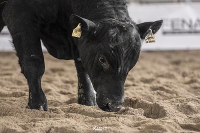 Aberdeen Angus