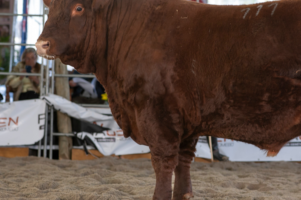 Raça Devon participa da 3ª Fenagen com animais do RS e SC