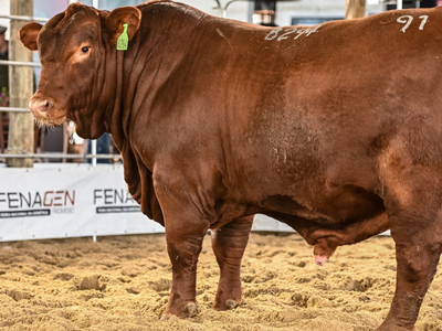 Touros participantes da Fenagen atraem olhares de centrais de inseminação do país