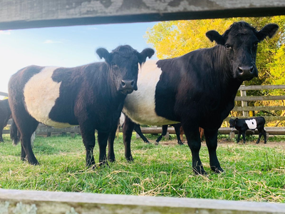 Galloway volta à Expointer após 19 anos entre 405 animais inscritos pela ANC