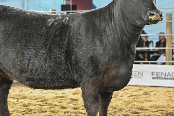 Angus e Ultrablack revelam grandes campeões no segundo dia da 3ª Fenagen