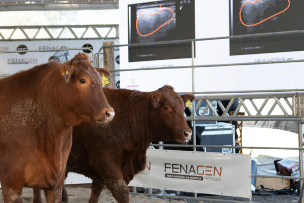 Produção de terneiros ganha destaque no Fórum Promebo na Prática durante a Fenagen
