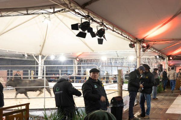 Leilão Genética Comprovada amplia oferta e reúne fêmeas de alto padrão na Fenagen
