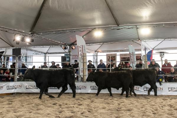 Fenagen bate recorde de animais inscritos e amplia número de expositores