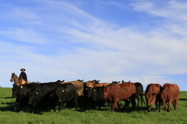 Embrapa realiza evento “Desafios da pecuária gaúcha: das prioridades do campo às respostas da pesquisa”
