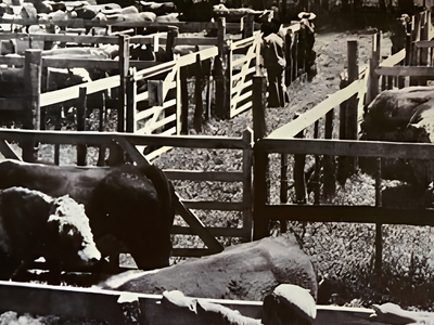 ANC lança documentário sobre 120 anos de história durante a Expointer 2026
