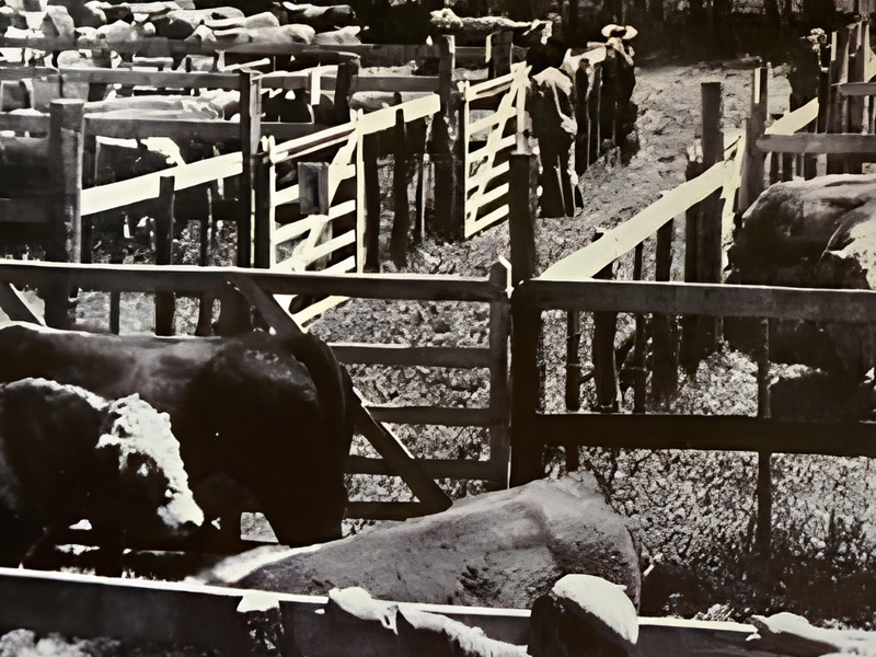ANC lança documentário sobre 120 anos de história durante a Expointer 2026