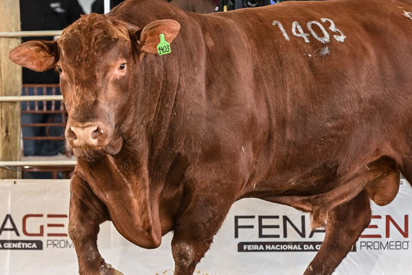 Brangus reúne exemplares de padrão genético em julgamento na Fenagen