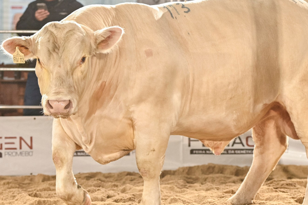 Charolês destaca genética e consagra Grandes Campeões na Fenagen