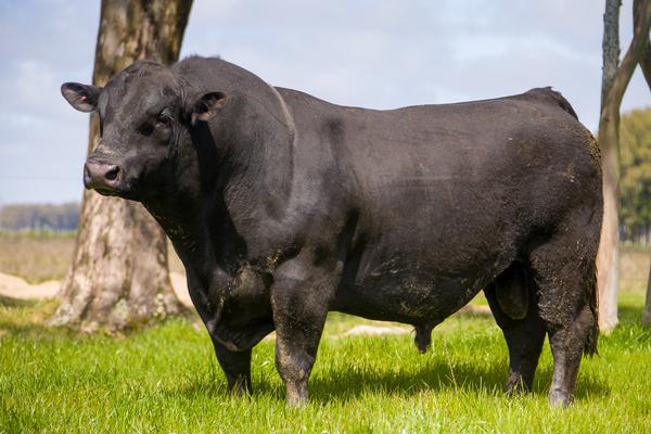 GRO_4556 - Banco de imagens ANGUS - TRADIÇÃO - Foto Gabriel Olivera_Ag El Campo 2020