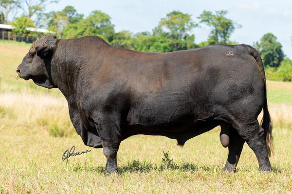GRO_8947 - TAT TE194 CAUDIILHO - BRANGUS - Select Sires - Foto Gabriel Olivera El Campo 2026