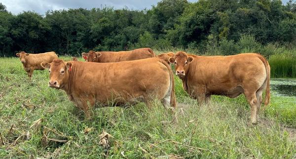 Limousin6