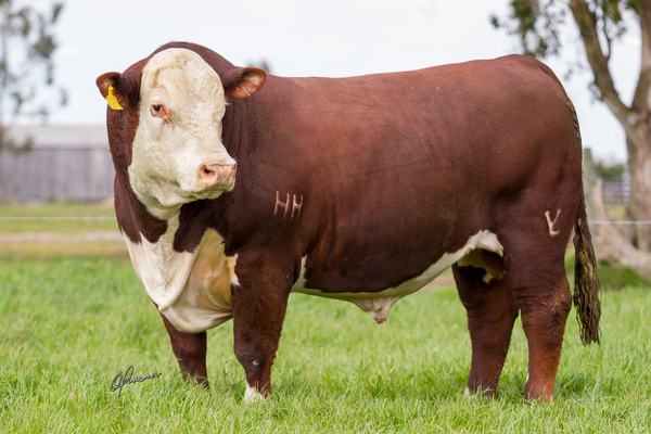 hereford-3