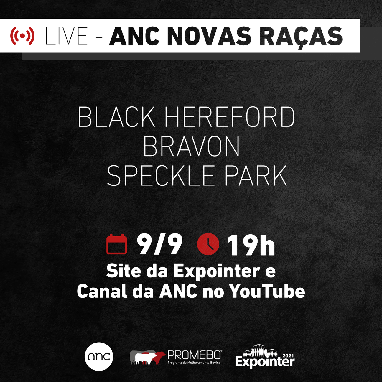 ANC realiza live com novas raças durante a Expointer - Imagem
