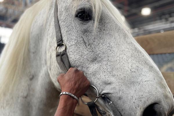 Percheron projeta aumento de registros de animais no país