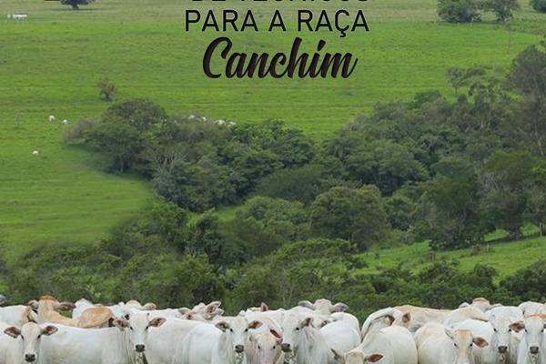 ANC abre Seleção para Técnicos da raça Canchim