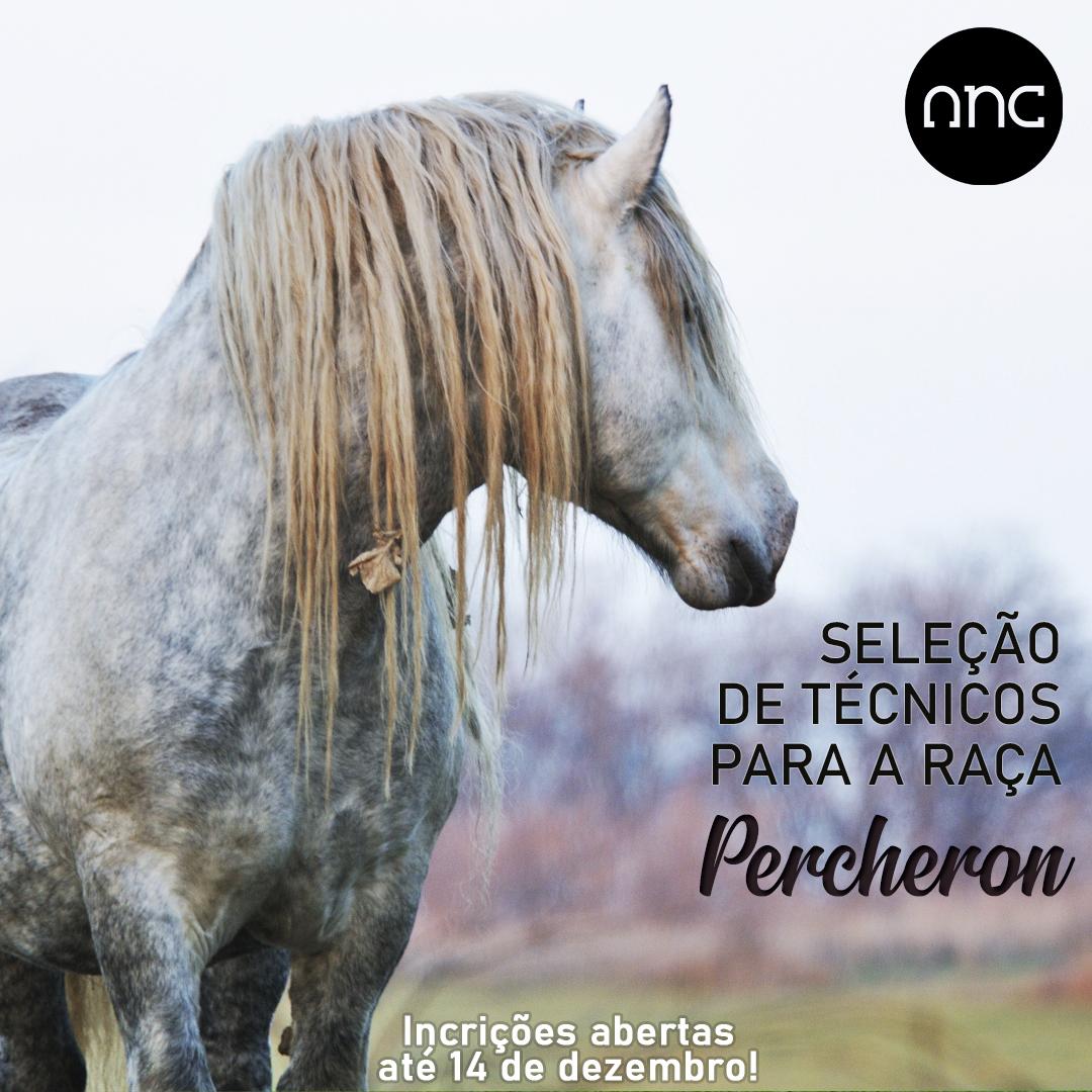 ANC seleciona novos técnicos para a raça Percheron - Imagem