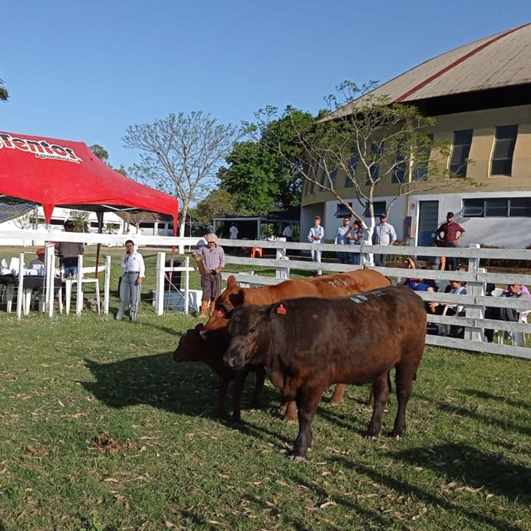 ANC participa de julgamento de animais na 82ª Expofeira de Arroio Grande - Imagem