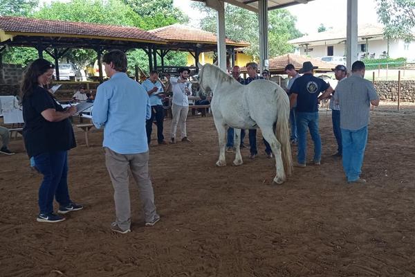 ANC define seis novos técnicos para a raça Percheron