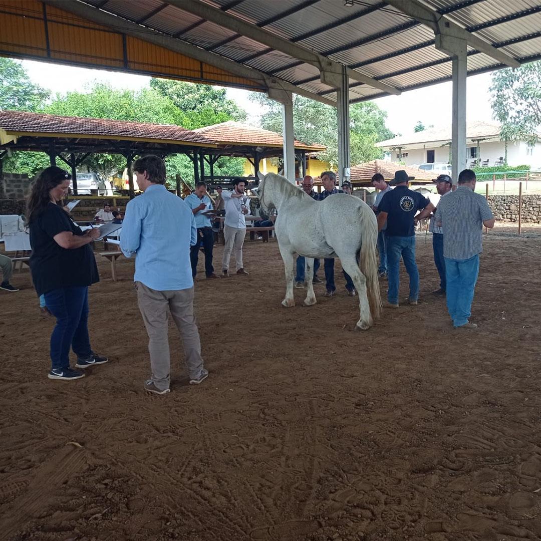 ANC define seis novos técnicos para a raça Percheron - Imagem