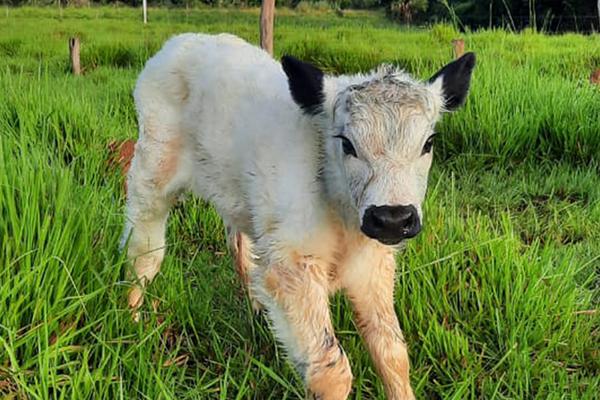 Brasil tem primeiros nascimentos de animais da raça Speckle Park