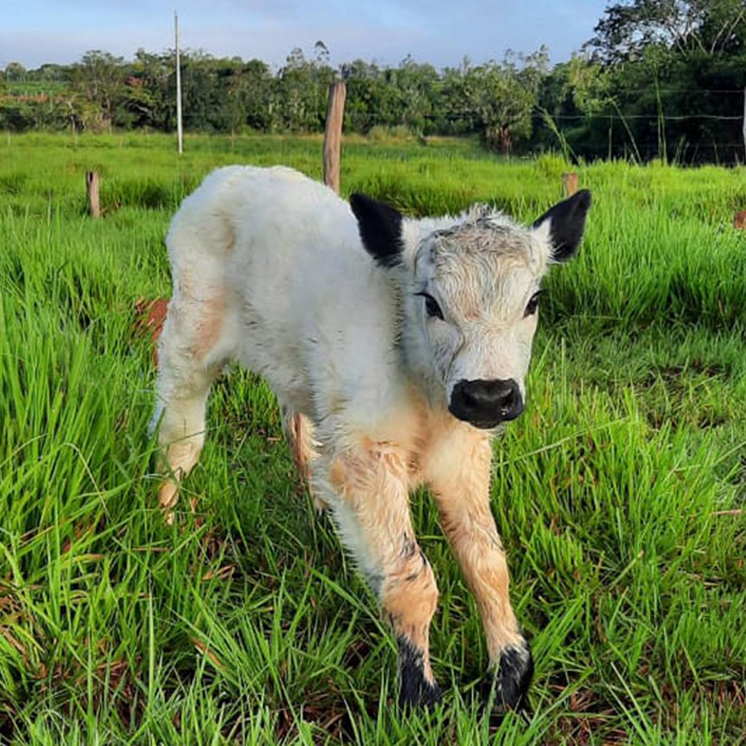 Brasil tem primeiros nascimentos de animais da raça Speckle Park - Imagem
