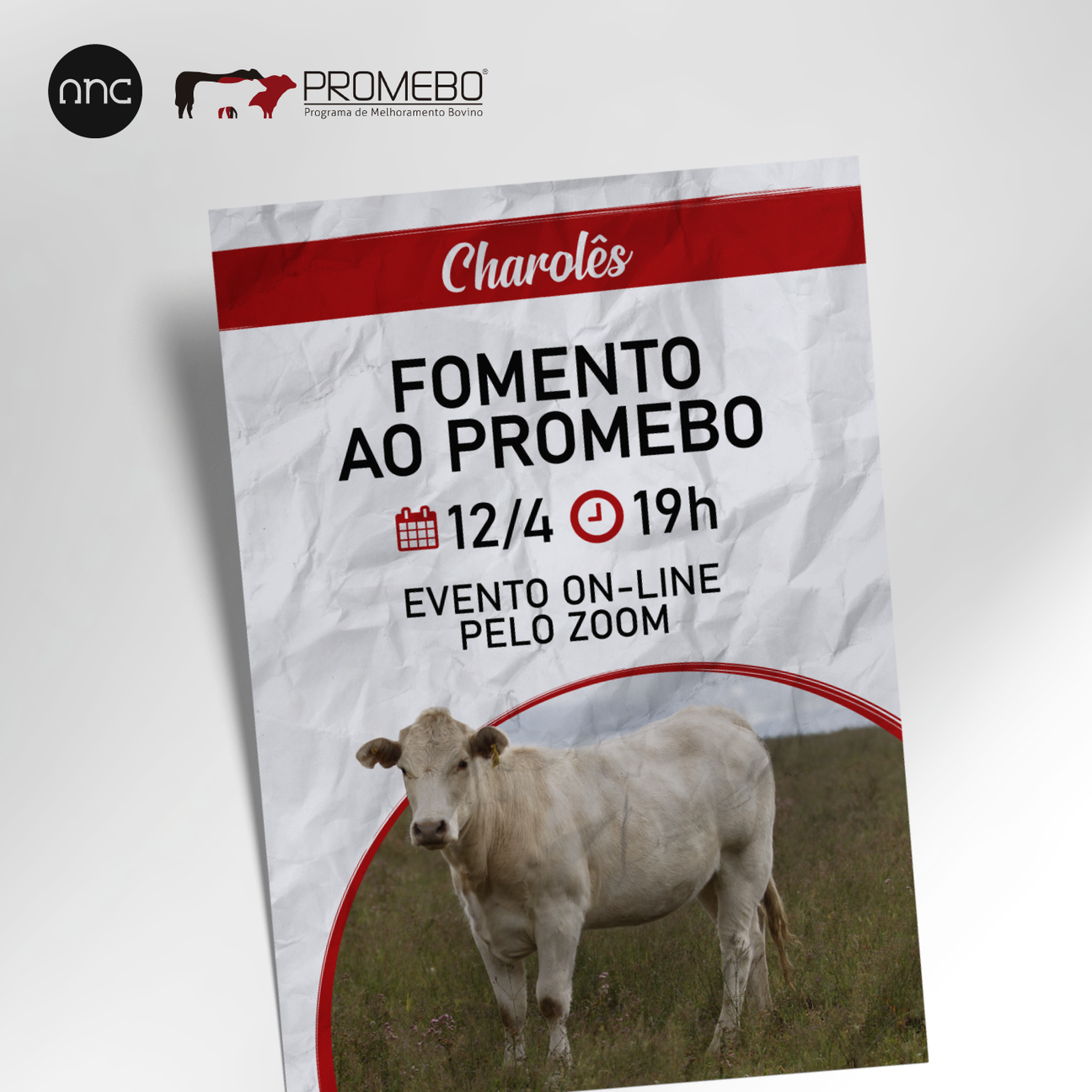 ANC promove o fomento do Promebo na raça Charolês - Imagem