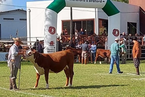 ANC participa da Exposição Nacional de Hereford e Braford 2022