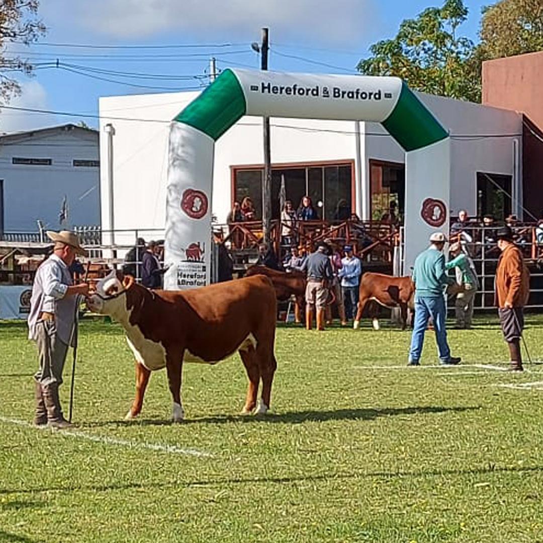 ANC participa da Exposição Nacional de Hereford e Braford 2022 - Imagem