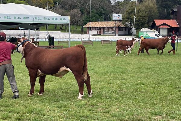 ANC abre inscrições de exemplares para a Expointer