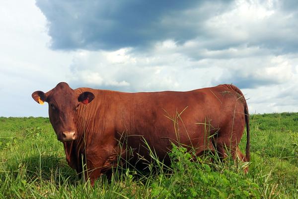 ANC passa a registrar animais da raça Bonsmara