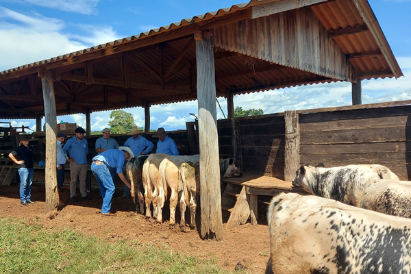 Raça Speckle Park tem novo técnico em Goiás