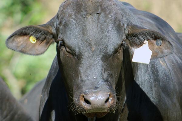 Promebo e Embrapa conduzem projeto de genômica da raça Brangus