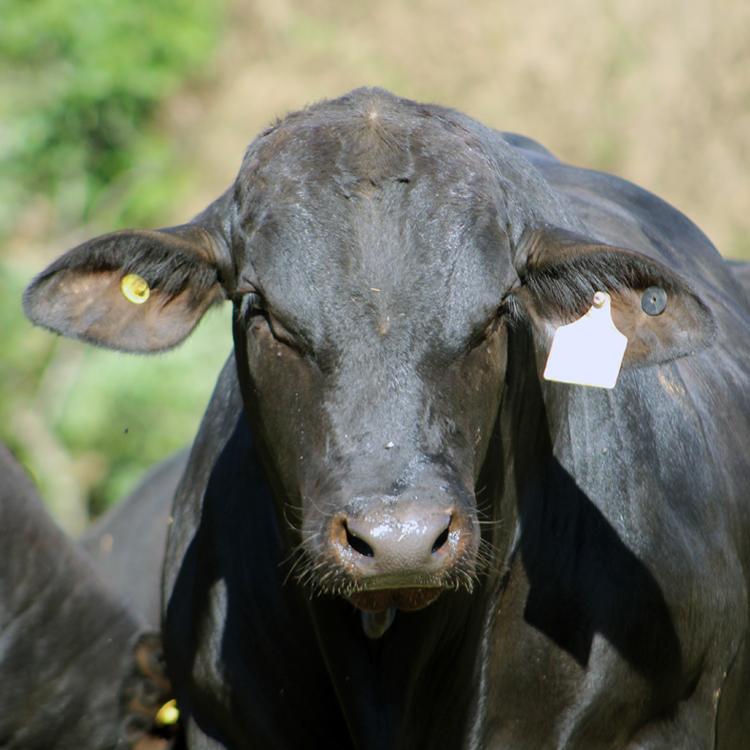 Promebo e Embrapa conduzem projeto de genômica da raça Brangus - Imagem