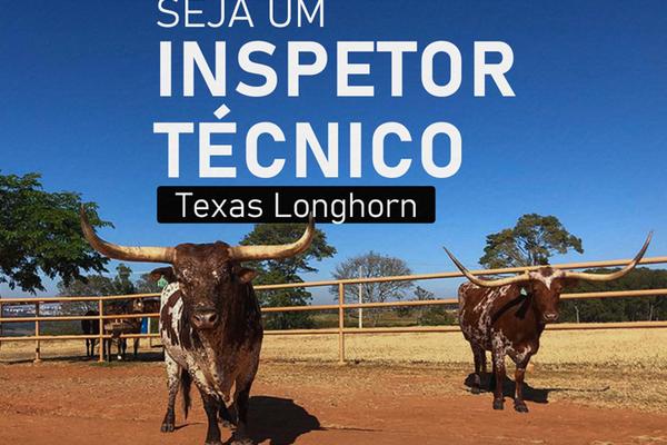 ANC abre seleção para inspetores técnicos da raça Texas Longhorn