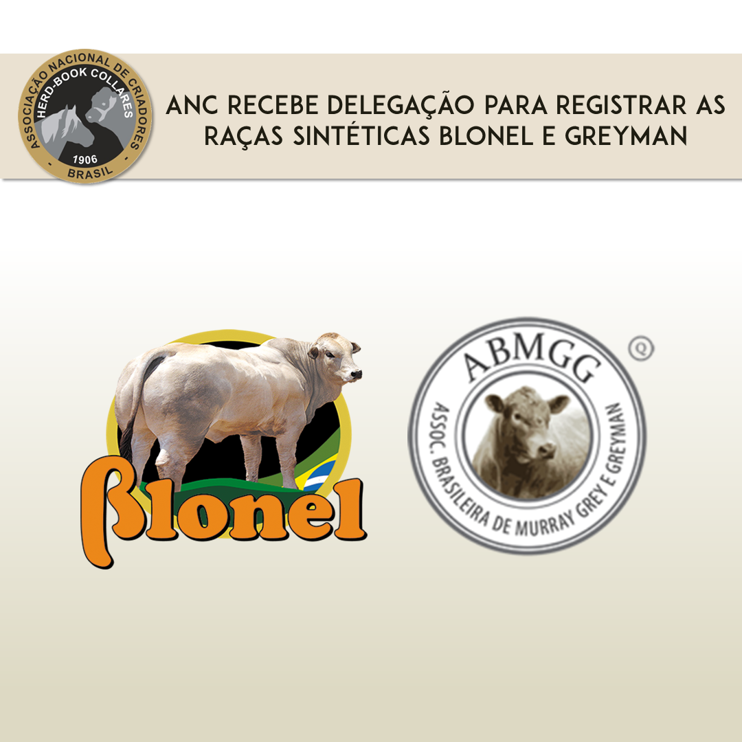 ANC recebe delegação para registrar as raças sintéticas BLONEL e GREYMAN - Imagem