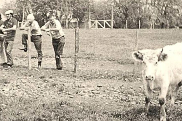 Promebo completa 50 anos de seleção genética no campo