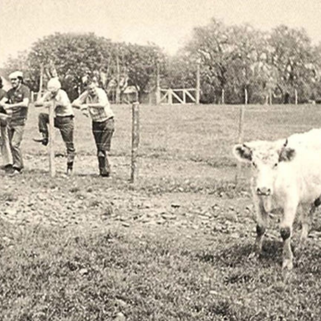 Promebo completa 50 anos de seleção genética no campo - Imagem