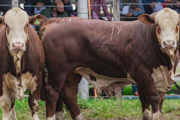 Organização intensifica construção da programação da Fenagen