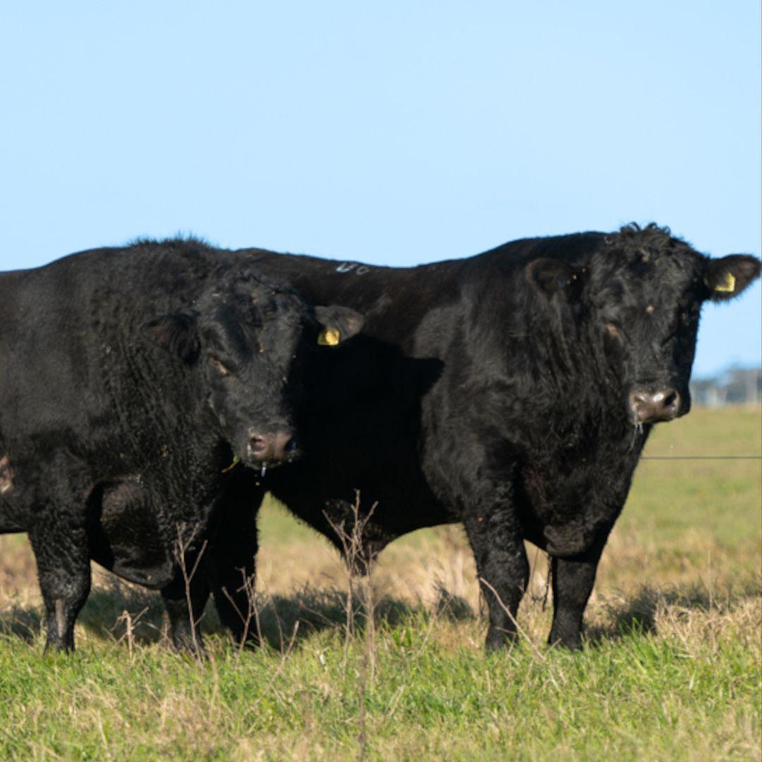 Fenagen gera oportunidade de valorização de animais no mercado - Imagem