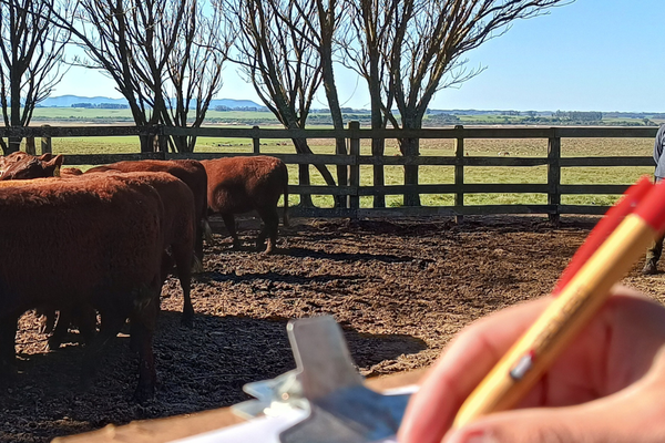 Fórum ATeG Senar na Fenagen vai debater assistência aos pecuaristas para otimizar produção