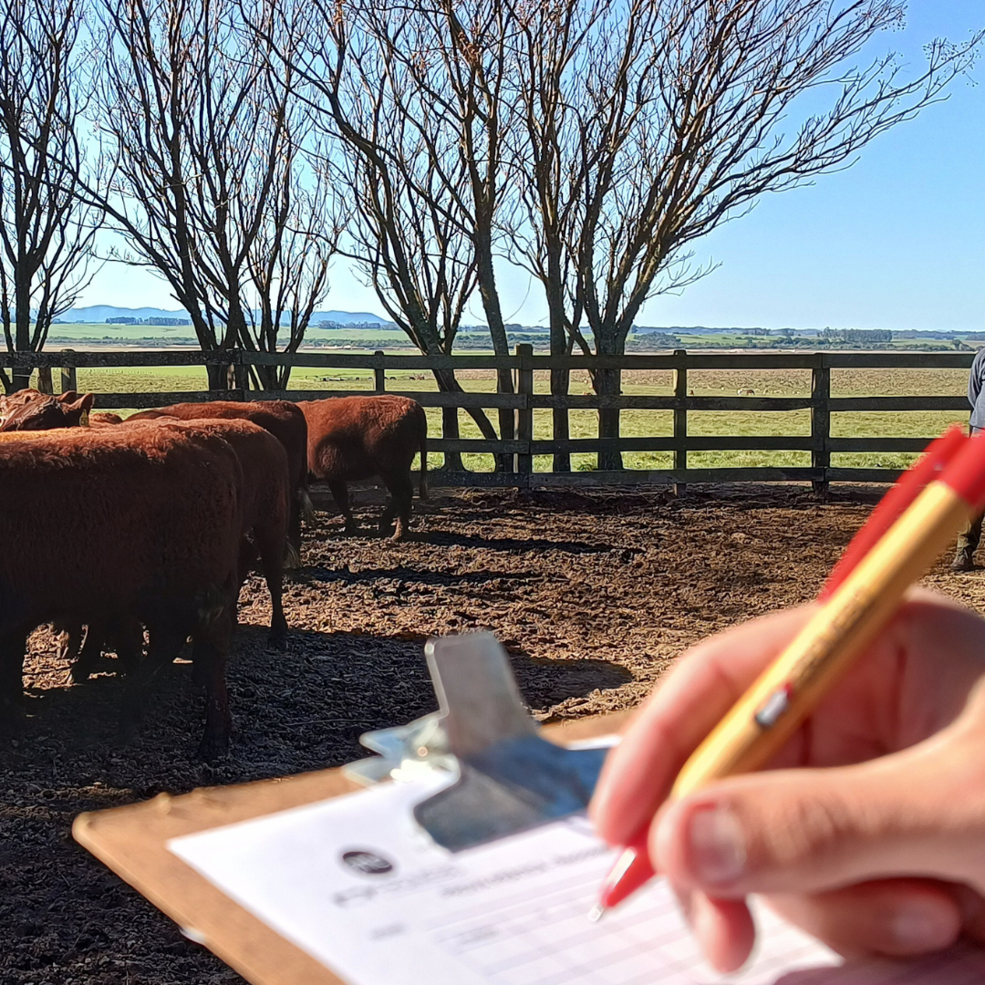 Fórum ATeG Senar na Fenagen vai debater assistência aos pecuaristas para otimizar produção - Imagem