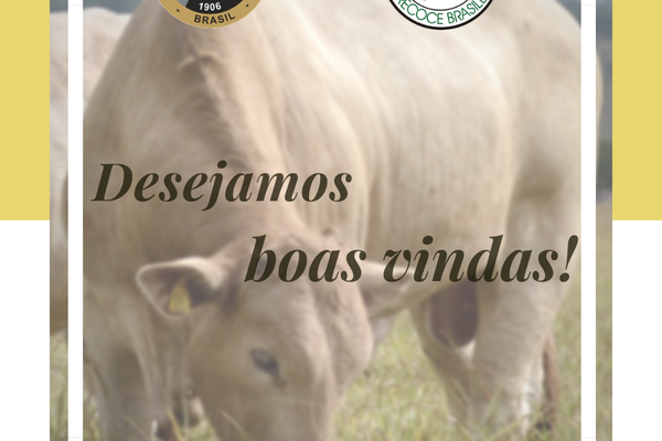 Associação de Canchim migra registros genealógico para ANC