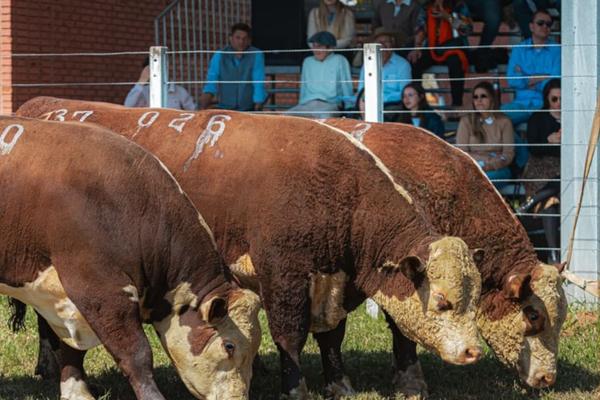 Raças Hereford e Braford estarão presentes na primeira Fenagen em Pelotas