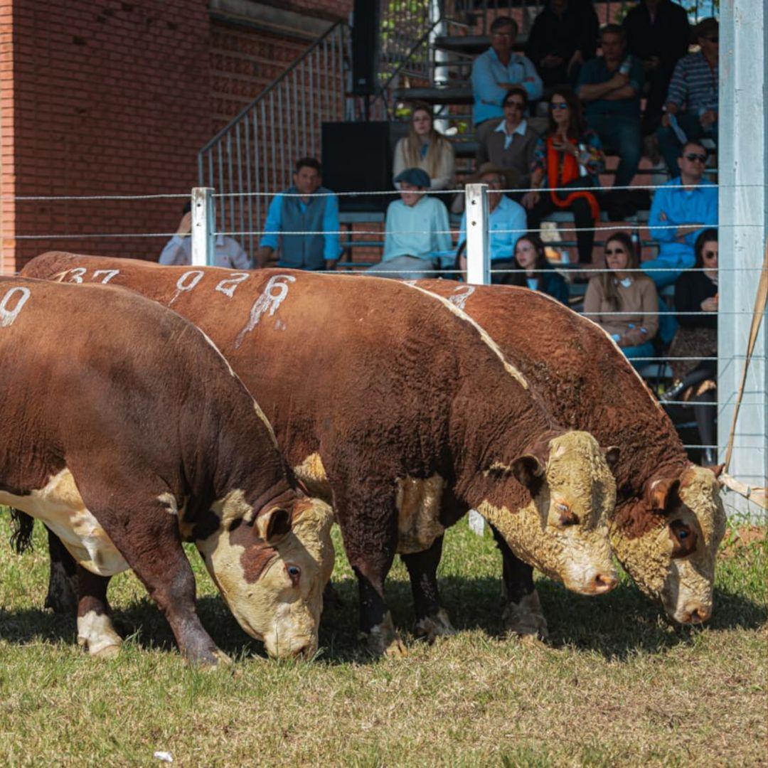 Raças Hereford e Braford estarão presentes na primeira Fenagen em Pelotas - Imagem