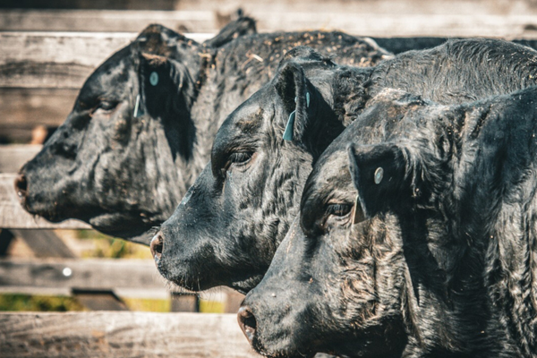 Primeira Fenagen contará com 145 animais de elite de seis raças