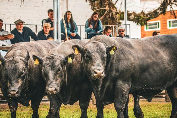 Fenagen terá julgamento inédito com participação de animais da raça Angus