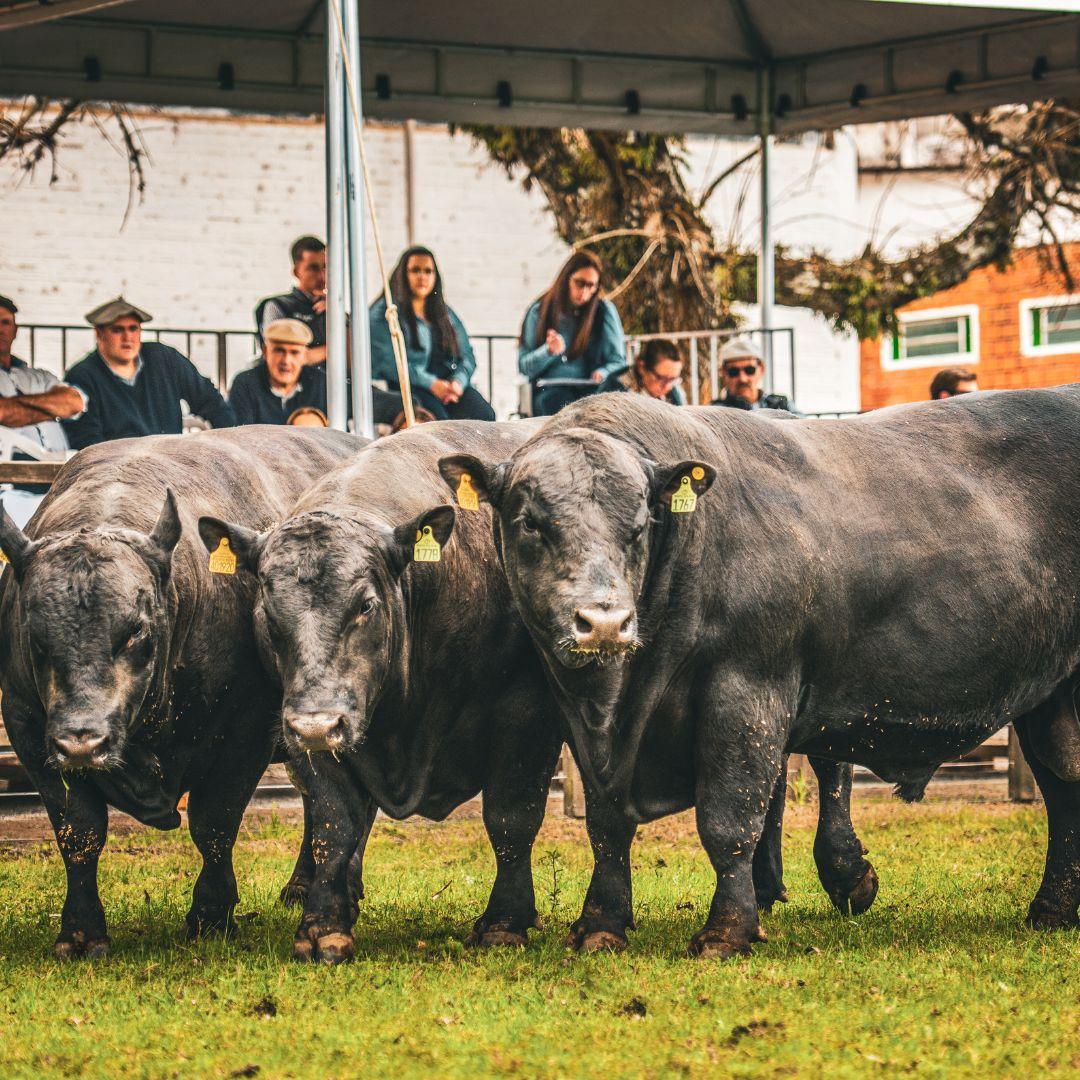 Fenagen terá julgamento inédito com participação de animais da raça Angus - Imagem