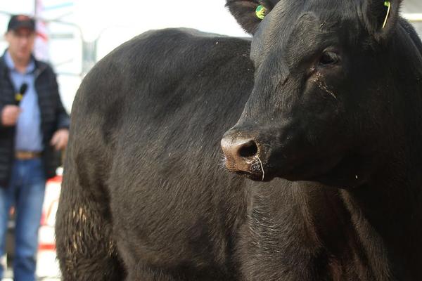 Raça Angus estreia pista de julgamentos da primeira Fenagen com qualidade