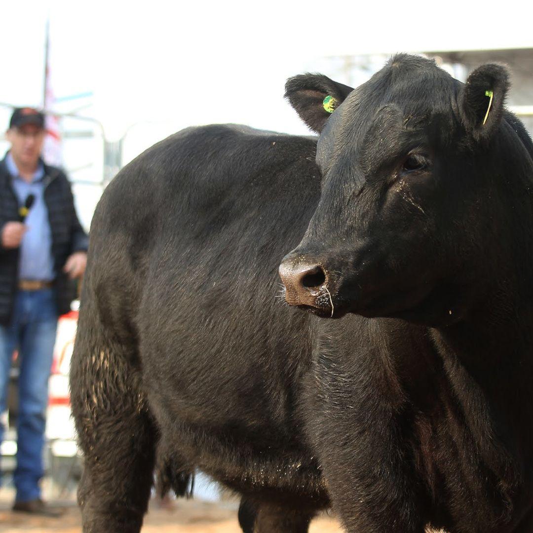 Raça Angus estreia pista de julgamentos da primeira Fenagen com qualidade - Imagem